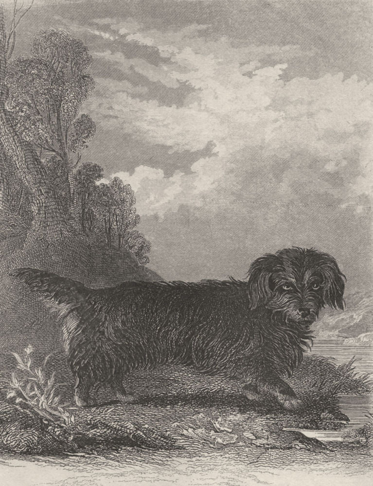 DOGS. Otter Terrier. Good steel engraving. (Edward Jesse) 1888 old print